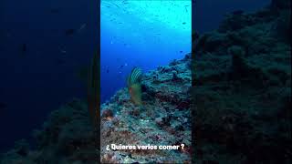 Hora de comer en los fondos marinos del cabodegata Así se ve la acción buceando con buceomojacar [upl. by Larochelle]