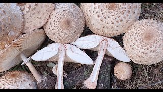 Chlorophyllum rachodes  Shaggy parasol  Macrolepiota rachodes [upl. by Enawd]