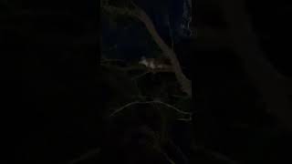 Little ringtail possum back in my front yard ringtailpossum ringtail australianpossum 澳洲負鼠 澳洲生活 [upl. by Igig357]