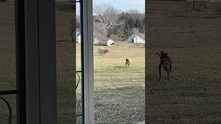 Hilarious Dog Races Out to Confront Curious Cow funny dog cow farm lol [upl. by Yorle878]