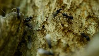 Lasius fuliginosus shares trail with host species Lasius distinguendus  Parasitic ants [upl. by Lindsey]