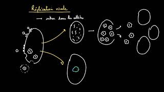 La réplication virale  les cycles lytique et lysogénique [upl. by Nomzzaj]