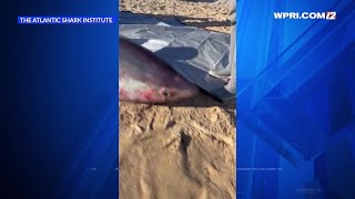 VIDEO NOW Dead porbeagle shark washes ashore in Watch Hill [upl. by Bolme104]