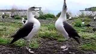 Laysan Albatross Dance [upl. by Rao802]