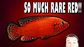 Rare Turkana Jewel Cichlid Raising and Breeding with Master Breeder Phil [upl. by Aicertal]