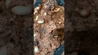 Palm weevil larvae production in Nigeria larva weevils palmtree [upl. by Cyndy63]