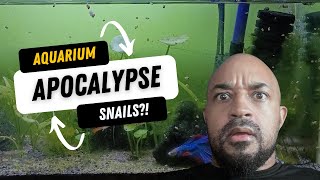 Bladder Snails Destroyed My Shrimp Tank – Pea Puffer to the Rescue [upl. by Vish]