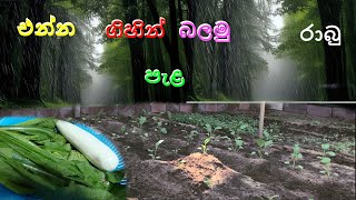 rabu wagava එන්න ගිහින් බලමු රාබු පැළ Nature With Laka [upl. by Eidnam]