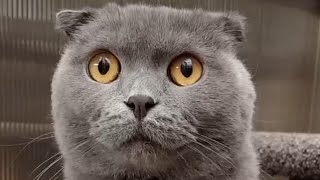 Scottish Fold Grey Cat [upl. by Oz649]