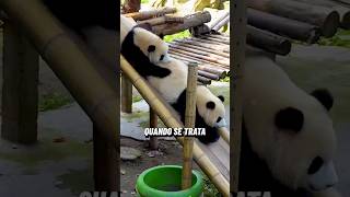 CUIDAR De PANDAS É Bem COMPLICADO 壹仔King1492209388 no Douyin panda animals [upl. by Euqinoj799]