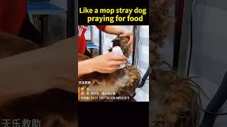 Like a mop stray dog ​​praying for food rescuedog [upl. by Imorej]