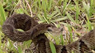 Serpente Bothrops jararaca video II [upl. by Acinnor]