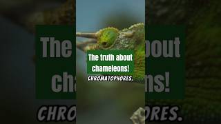 The truth about chameleons chromatophores chameleons truth facts shorts [upl. by Sera664]