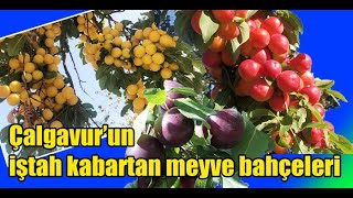 Çalgavur’un iştah kabartan meyve bahçeleri [upl. by Bronwyn335]