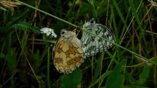 Fluturii Melanargia galathea [upl. by Varrian]