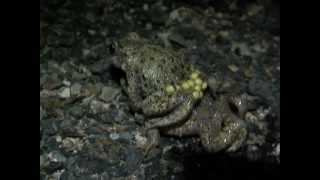 Part 3 Midwife Toad Alytes obstetricans amplexus [upl. by Martens961]