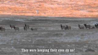 Elk south of Calgary [upl. by Wrennie603]