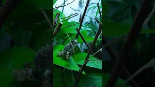 Nj chameleon brookesia lunch time [upl. by Donnenfeld339]