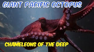 Arms of the Deep Exploring Giant Pacific Octopuses [upl. by Debi]