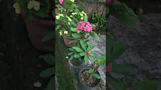 miliplant euphorbia gardening natureserenity plantlovers [upl. by Bondon]