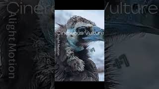 Cinereous Vulture vs Golden Eagle edit birds [upl. by Nosirrah934]