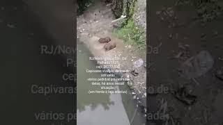 rj adot doa adocao caes capivara esgoto pet silvestre anima bich meioambiente sos [upl. by Goodwin989]