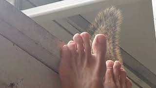 Squirrel Isnt Afraid of My Toes LOL [upl. by Meeker]