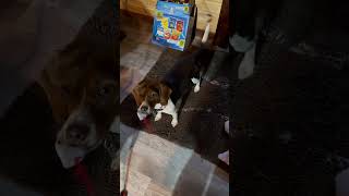 Playing keep away with a beagle beagle dog [upl. by Amluz]