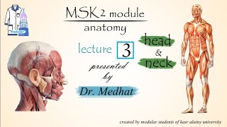 Anatomy head amp neck Lec3 dr Medhat MSK2 module  ms of mastication 2 lateral ptregoid ms [upl. by Riamu]