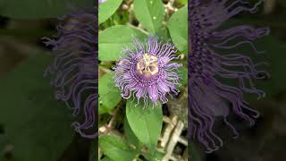 Passion flower From bud to flower [upl. by Oiragelo]