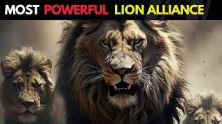 5 Strongest Lion Coalitions in History [upl. by Idet]