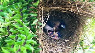 Hungry Munia Chicks Scream for Meal in Fern Nest 4 – Parent Birds Regurgitate Food to Babies E108 [upl. by Bernardine]