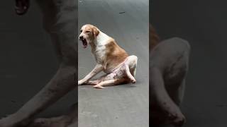 Stray Dog broken leg due to Road Accident dogrescue [upl. by Bubalo]