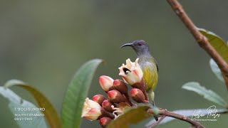 Rare Tboli Sunbird female feeding on Beccarianthus sp [upl. by Morville]