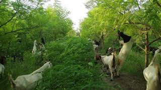 Moringa Oleifera intercrop Sesbania in fodder forest for feeding to animals and grazing Sohnjna [upl. by Card]