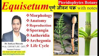 Equisetum life cycle bscbotany pteridophytes 1stsemester botany upsc neet 1stsemesterexam [upl. by Nicram]