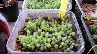 The Cacti amp Succulent Plant Seedlings I have sown from Seed in 2018  UPDATE [upl. by Oivlis231]