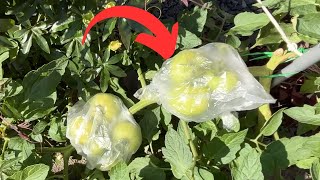 Quick Trick for Ripening Tomatoes at Seasons End [upl. by Gisella169]