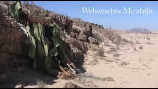 Welwitschia Mirabilis  Namibia [upl. by Sidras252]