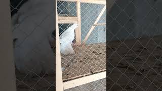 Low flyer male pigeon pigeonaccessories bird youtubeindia kabootar pigeonset birdspecies [upl. by Neeroc]