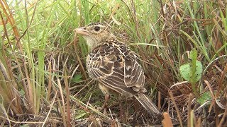 Rudds Lark at nest [upl. by Sadoff]