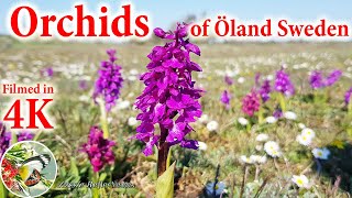 Orchids of Öland Sweden [upl. by Marriott]