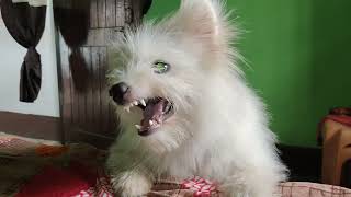 Indian Spitz Dog Barking  Indian Spitz Dog 🐕 [upl. by Elocaj646]