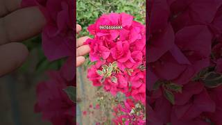 bougainvillea flowering plant online sale  wholesale bougainville flower plant sale  online sell [upl. by Raimund223]