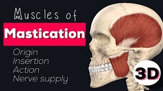 MUSCLES OF MASTICATION  3D [upl. by Kilroy]