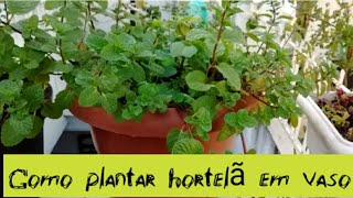 APRENDA PLANTAR HORTELÃ EM VASO [upl. by Ameyn]