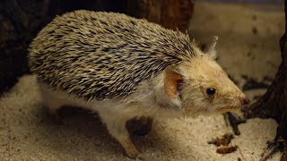 Feeding a wild desert longeared hedgehog Archive 2002 [upl. by Efthim19]