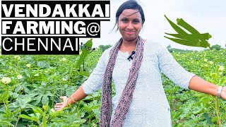 Ultimate Guide to Ladies Finger Farming in Chennai Tips and Techniques from Local Experts farming [upl. by Hathcock595]