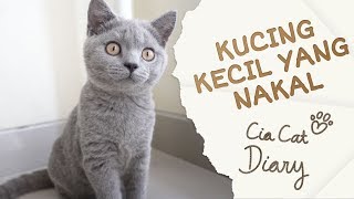 Kucing Kecil yang Nakal  Cia Cat Diary  Ep 2 ENG SUB [upl. by Nothgiel]