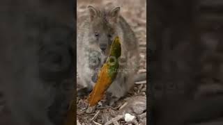 The Surprising Truth About Quokka Behavior Nobody Tells You [upl. by Koch802]